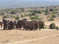 25 November 2016 Addo and Tsitsikamma